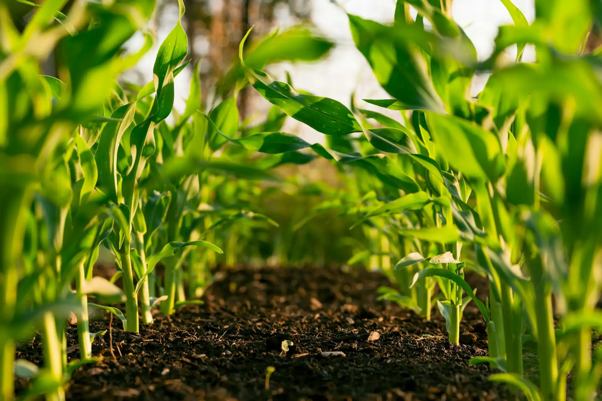 Plantas jóvenes de maíz creciendo en el suelo